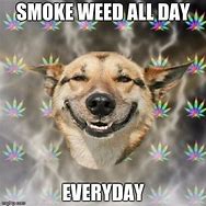 Image result for Weed Dog Meme