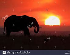 Image result for Beautiful African Elephant