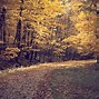 Image result for Path through Woods