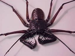 Image result for Bizarre Scorpion