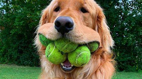 Adorable Pooch Breaks World Record for Most Tennis Balls in a Dog's Mouth