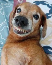 Image result for Funny Dog Smile
