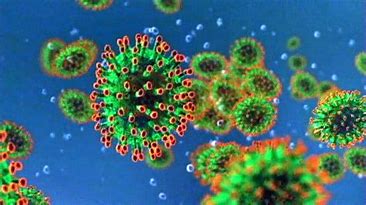 Image result for picture of coronavirus