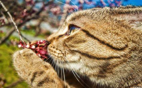 The Smells You Must Keep Away from Your Cat