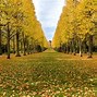 Image result for Beautiful Tree Photos