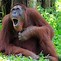 Image result for Funny Monkey Kiss