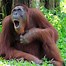 Image result for Funny Monkey Images. Free
