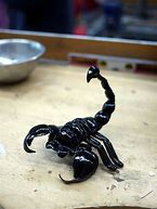 Image result for Black Desert Scorpion