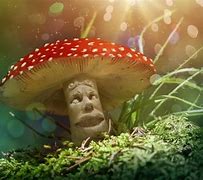 Image result for What Is Magic Mushrooms