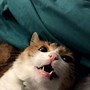 Image result for Funny Cat Head
