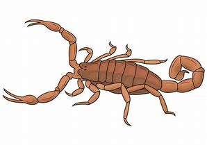 Image result for Desert Scorpion Cartoon