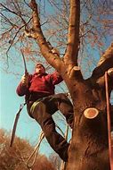 Image result for Guy Trimming Tree