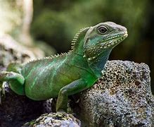 Image result for Chinese Water Dragon