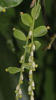 Image result for Dioscorea Pentaphylla