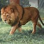 Image result for Exotic Pet Big Cats