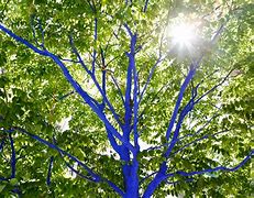 Image result for Blue Tree
