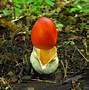 Image result for Amazing Mushrooms