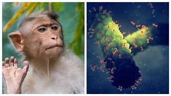 Image result for Monkey Virus