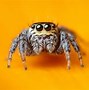 Image result for Cute Jumping Spider Eyes