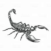 Image result for Skull and Scorpion Drawings