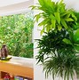 Image result for Indoor Tree Planters