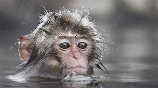 Image result for Pic Baby Monkey in Water