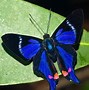 Image result for Australian Butterfly