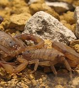 Image result for Scorpion Animal Mate