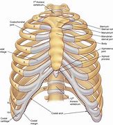 Image result for Female Rib Cage Anatomy Numbered Posterior