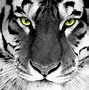 Image result for Cool Tiger Wallpapers