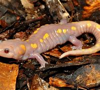 Image result for Albino Salamander