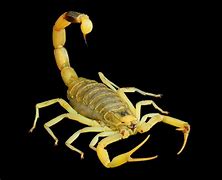 Image result for Scorpion Attack