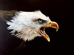 Image result for Bald Eagle Artwork