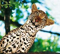 Image result for Mini Leopardo