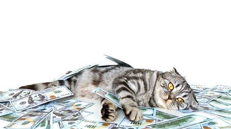 猫　金持ち に対する画像結果