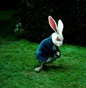 Image result for +Rabbit Srnares