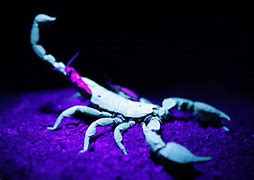 Image result for Blue Scorpion Wallpaper