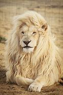Image result for Albino Lion