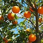 Image result for Free Body Diagram of an Orange Hanging On a Tree