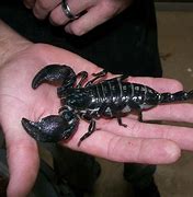 Image result for Giant Black Emperor Scorpion