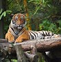 Image result for Zoo Elephants Tigers