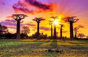 Image result for Madagascar Beauty