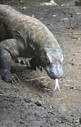 Image result for As a Pet Komodo Dragon Tongue