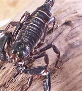 Image result for Exotic Scorpion