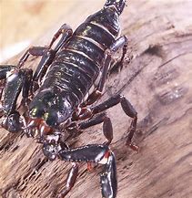 Image result for Black Forest Scorpion