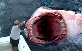 Image result for Biggest Shark Attack