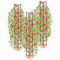 Image result for Tomato Ladders In Green - Vegetable Gardening - Vegetable Supports - Gardener's Supply