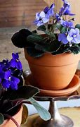 Image result for DIY African Violet Pot