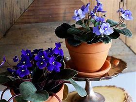 Image result for What Is an African Violet Vases