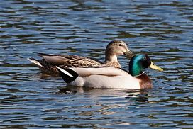 Image result for the domesticated variety of mallard (anas platyrhyncos)
